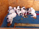 French Bulldog Yavrular