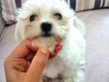 Maltese Terrier Yavrular