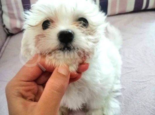 Maltese Terrier Yavrular