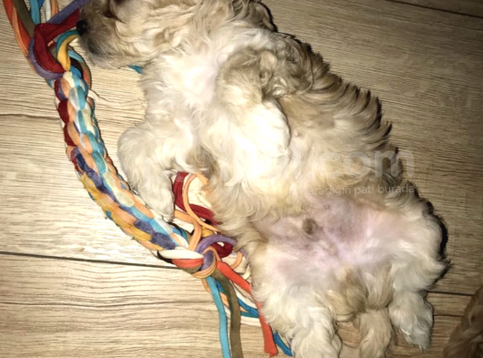Maltipoo Yavrularım görsel