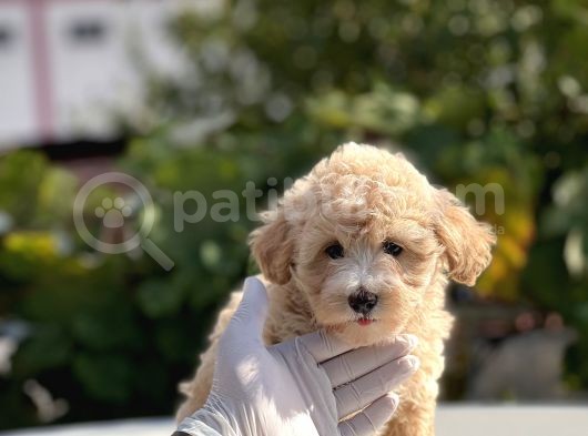 Bebek Surat Malti̇poo Yavrumuz