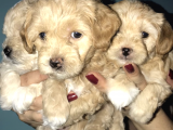 Maltipoo Yavrularım