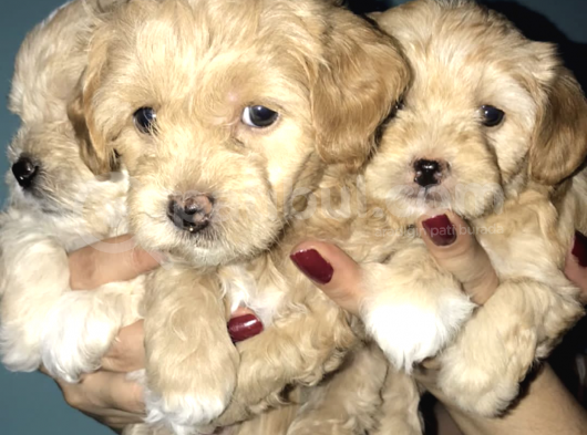 Maltipoo Yavrularım görsel