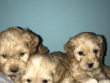 Maltipoo Yavrularım