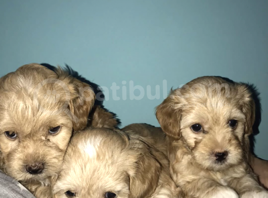 Maltipoo Yavrularım görsel