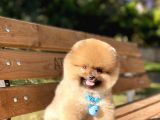 Orjinal Pomeranian Boo