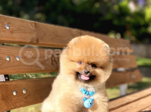 Orjinal Pomeranian Boo görsel