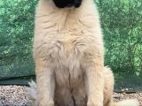 3 Aylık Devasa Kafkas Çoban Köpeği Yavrularım