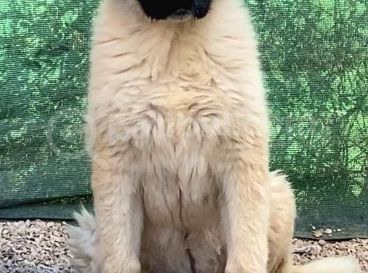 3 Aylık Devasa Kafkas Çoban Köpeği Yavrularım görsel