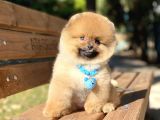 Orjinal Pomeranian Boo
