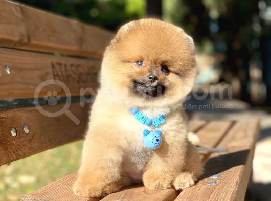 Orjinal Pomeranian Boo görsel