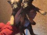 Malinois Yavrularım