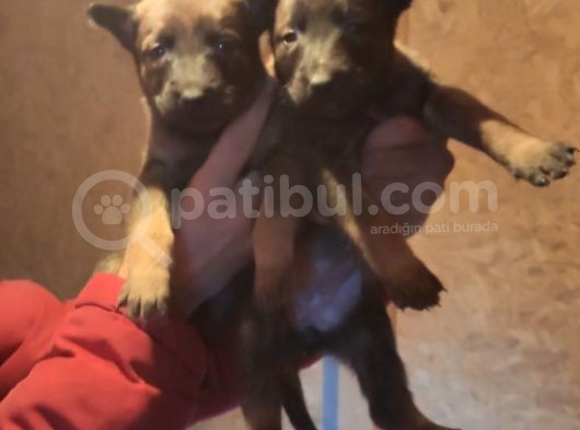 Malinois Yavrularım görsel