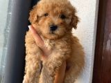 Sağlık Ve Ömür Boyu Irk Garantili Poodle Yavrularımız