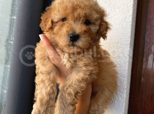 Sağlık Ve Ömür Boyu Irk Garantili Poodle Yavrularımız görsel