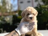 Bebek Surat Malti̇poo Yavrumuz