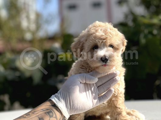 Bebek Surat Malti̇poo Yavrumuz görsel