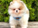 Safkan Teddy Bear Pomeranian Boo Yavrularımız
