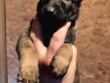 Malinois Yavrularım