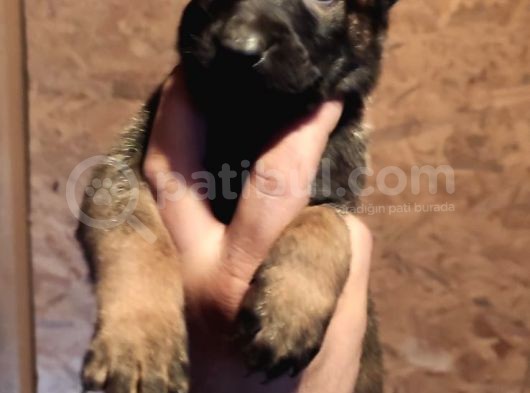 Malinois Yavrularım