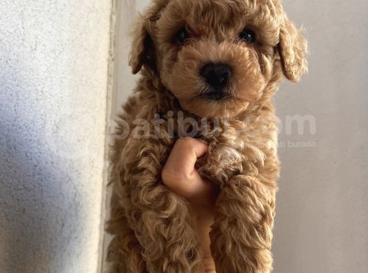 Sağlık Ve Ömür Boyu Irk Garantili Poodle Yavrularımız görsel