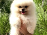 Teddy Bear Safkan Sevimli Pomeranian Boo