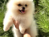 Teddy Bear Safkan Sevimli Pomeranian Boo