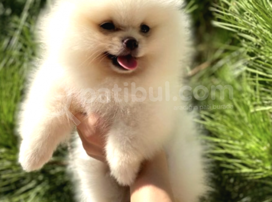 Teddy Bear Safkan Sevimli Pomeranian Boo görsel