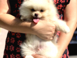 Teddy Bear Safkan Sevimli Pomeranian Boo