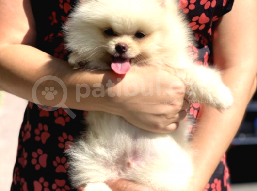 Teddy Bear Safkan Sevimli Pomeranian Boo görsel