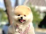 Teddy Bear Safkan Sevimli Pomeranian Boo