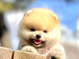 Teddy Bear Safkan Sevimli Pomeranian Boo