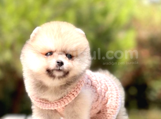 Irk ve Sağlık Garantili Pomeranian Boo Yavrularımız