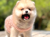 Irk Ve Sağlık Garantili Pomeranian Boo Yavrularımız
