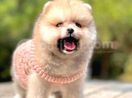Irk Ve Sağlık Garantili Pomeranian Boo Yavrularımız görsel