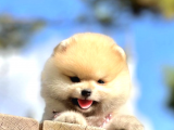 Teddy Bear Safkan Sevimli Pomeranian Boo