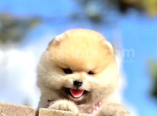 Teddy Bear Safkan Sevimli Pomeranian Boo görsel