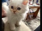 A Kalite İran Persian Yavruları