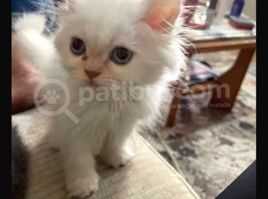 A Kalite İran Persian Yavruları görsel