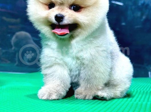 Mükemmel Kalitede Pomeranian Boo görsel