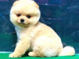 A Kalite Orjinal Pomeranian Boo Bebekler