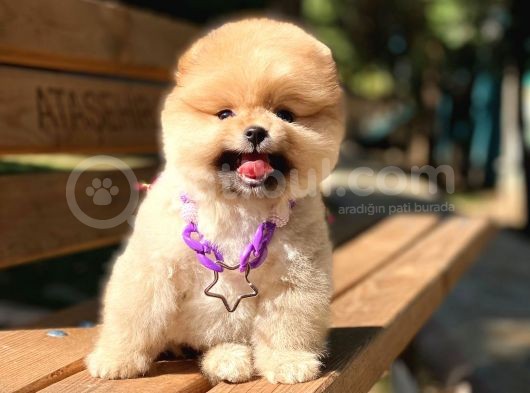 Orjinal Safkan Pomeranian Boo görsel