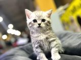 Erkek Dişi Top Kafa British Shorthair