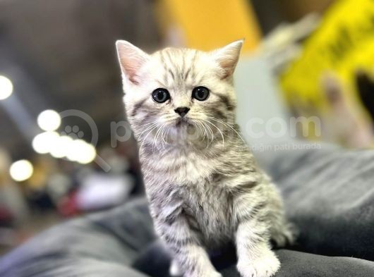 Erkek Dişi Top Kafa British Shorthair