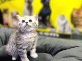 Erkek Dişi Top Kafa British Shorthair