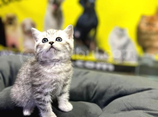 Erkek Dişi Top Kafa British Shorthair görsel