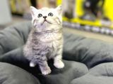Erkek Dişi Top Kafa British Shorthair
