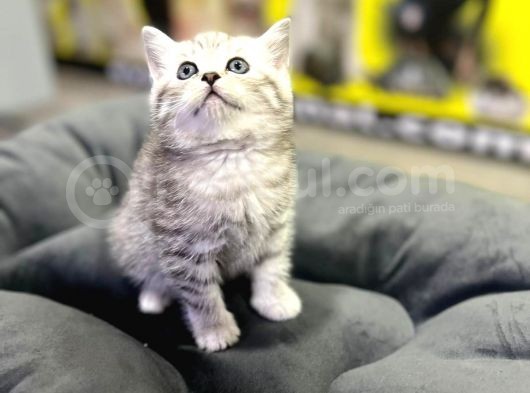 Erkek Dişi Top Kafa British Shorthair görsel
