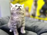 Erkek Dişi Top Kafa British Shorthair