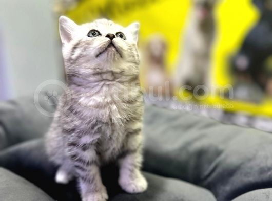 Erkek Dişi Top Kafa British Shorthair görsel